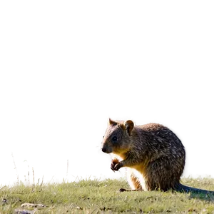 Quokka In Grassland Png 06242024 PNG Image