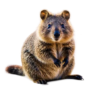 Quokka Lounging Lazily Png Vmf1 PNG Image