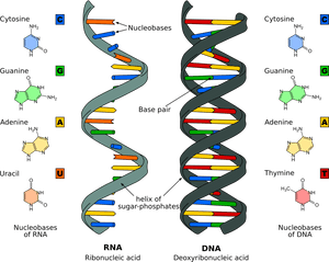 Replication Structure Stages Of - Nucleic Acid, HD Png Download PNG image with transparent background
