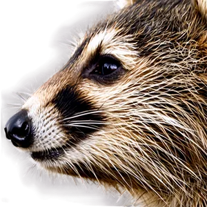 Raccoon Face Close-up Png 05242024 PNG Image