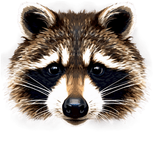 Raccoon Face Close-Up PNG 05242024 PNG