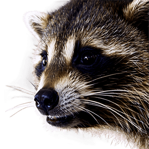 Raccoon Face Close-Up PNG xst PNG