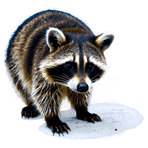 Raccoon in Snow PNG 15 PNG