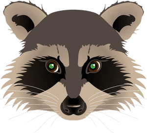 Transparent Raccoon Clipart - Raccoon Face No Background, HD Png Download PNG image with transparent background