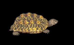 Radiant Patterned Turtleon Black Background.jpg PNG image with transparent background