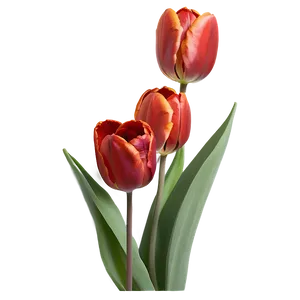 Radiant Red Tulips Png 92 PNG Image