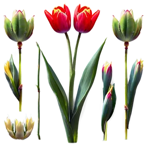 Radiant Red Tulips Png Iyt77 PNG Image