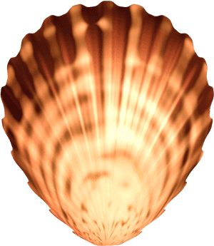 Seashell Png Image Transparent - Seashell, Png Download PNG image with transparent background