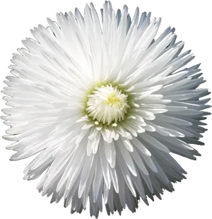 Radiant White Flower Black Background PNG Image