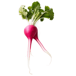 Radish Root PNG 06252024 PNG with transparent background