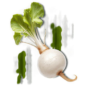 Radish Root PNG 36 PNG with transparent background