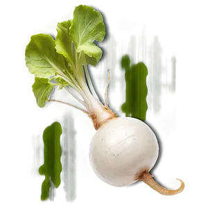 Radish Root Png 36 PNG Image