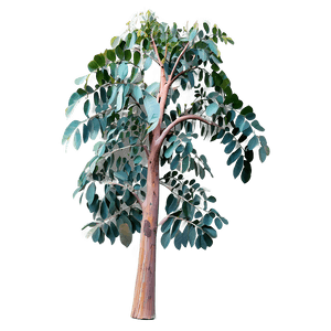 Rainbow Eucalyptus Tree PNG gvy22 PNG