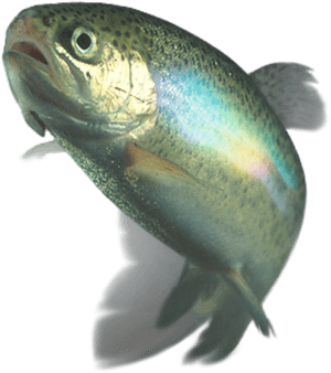 Transparent Rainbow Trout Png - Whacking With A Wet Trout, Png Download PNG
