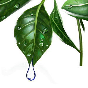 Raindrop on Leaf PNG eic PNG
