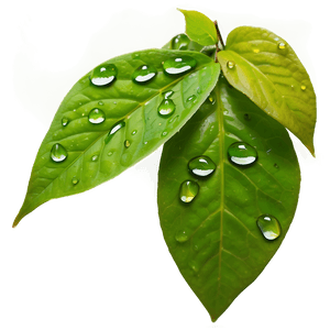 Raindrop on Leaf PNG jam29 PNG