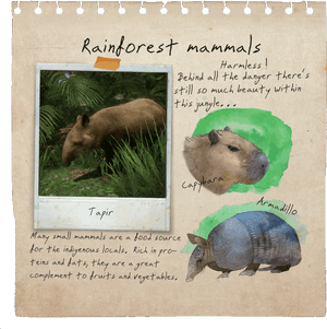 Rainforest Mammals Notebook Page - Goliath Spider Green Hell, HD Png Download PNG image with transparent background