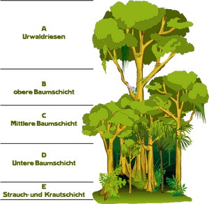 Transparent Pflanzen Clipart - Regenwald Clipart, HD Png Download PNG image with transparent background