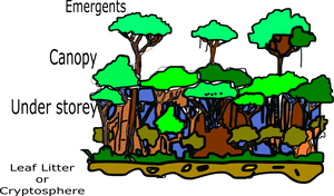 Structure Of Tropical Rainforest , Png Download, Transparent Png PNG image with transparent background