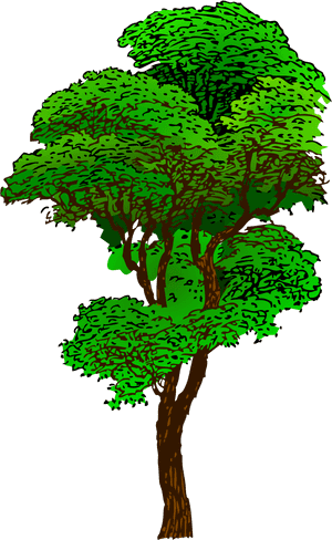 Elm Tree Svg - Transparent Rainforest Tree Clipart, HD Png Download PNG image with transparent background