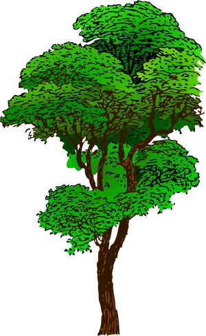 Rainforest Tree Illustration PNG Image