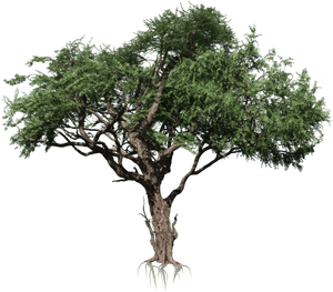 Transparent River Birch Png - Tropical Rainforest Tree Png, Png Download PNG image with transparent background