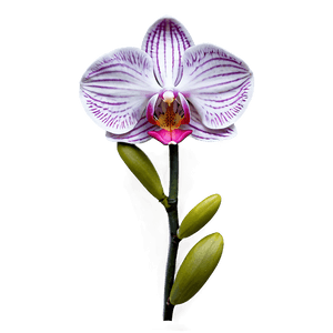 Rare Orchid PNG 05242024 PNG image with transparent background