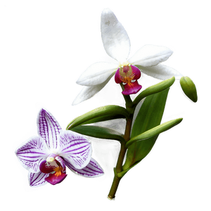 Rare Orchid PNG 61 PNG image with transparent background