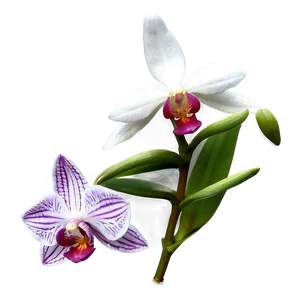 Rare Orchid Png 61 PNG Image