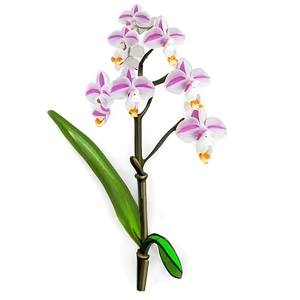 Rare Orchid Png Fws66 PNG Image