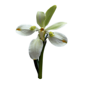 Rare Orchid PNG mia11 PNG image with transparent background