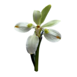 Rare Orchid Png Mia11 PNG Image