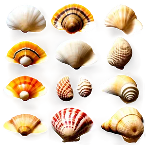 Rare Shells Collection Png 06212024 PNG Image