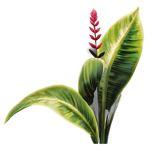 Rare Tropical Plant Png Kos PNG Image