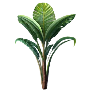 Rare Tropical Plant Png Qrm74 PNG Image