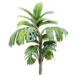 Rare Tropical Plants Png 25 PNG Image