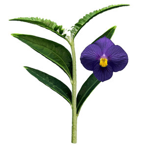Rare Wildflowers Discovery PNG akx75 PNG with transparent background