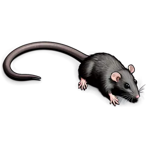 Rat Tail Png 06242024 PNG Image