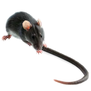 Rat Tail Png Cyh PNG Image