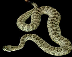 Rattlesnake_in_ Dark_ Background.jpg PNG image with transparent background