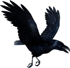 Raven Flying Png, Transparent Png PNG image with transparent background