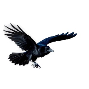 Raven in Flight PNG 05062024 PNG image with transparent background
