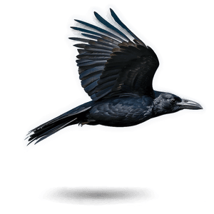Raven in Flight PNG 05062024 PNG image with transparent background
