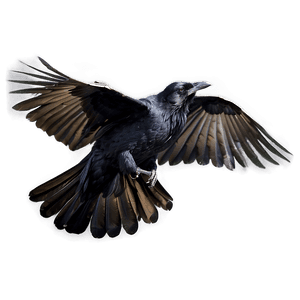 Raven in Flight PNG 05062024 PNG image with transparent background