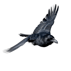 Raven in Flight PNG eal PNG image with transparent background