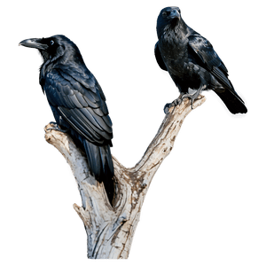 Raven on Branch PNG eou18 PNG image with transparent background