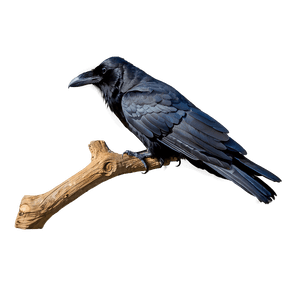 Raven on Branch PNG sdp85 PNG image with transparent background