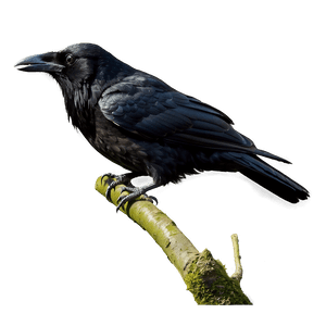 Raven on Branch PNG wia7 PNG image with transparent background