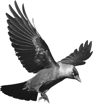 Raven Png - Raven Transparent Background, Png Download PNG image with transparent background