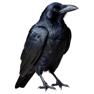 Raven Profile Portrait Png Bvq PNG Image